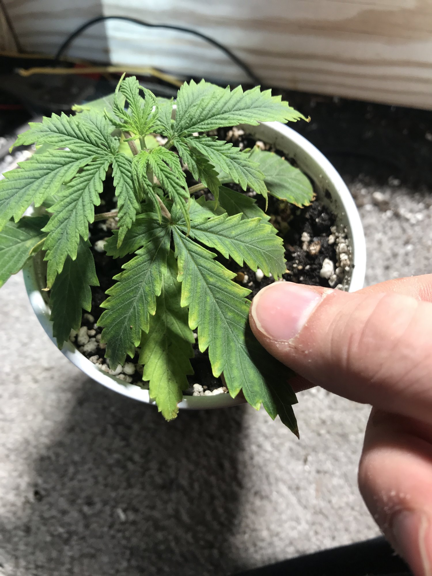 Can some one tell me what is wrong with my plant 3