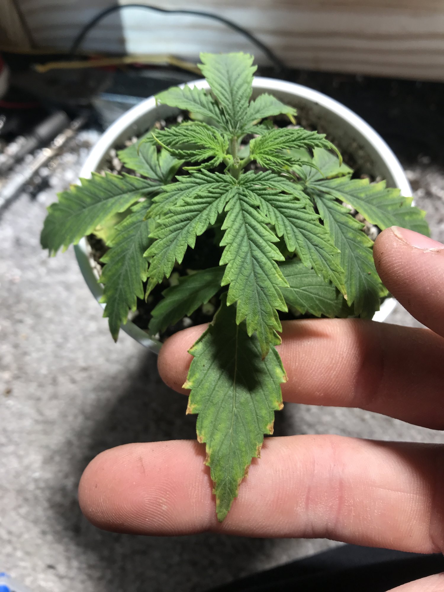 Can some one tell me what is wrong with my plant 4