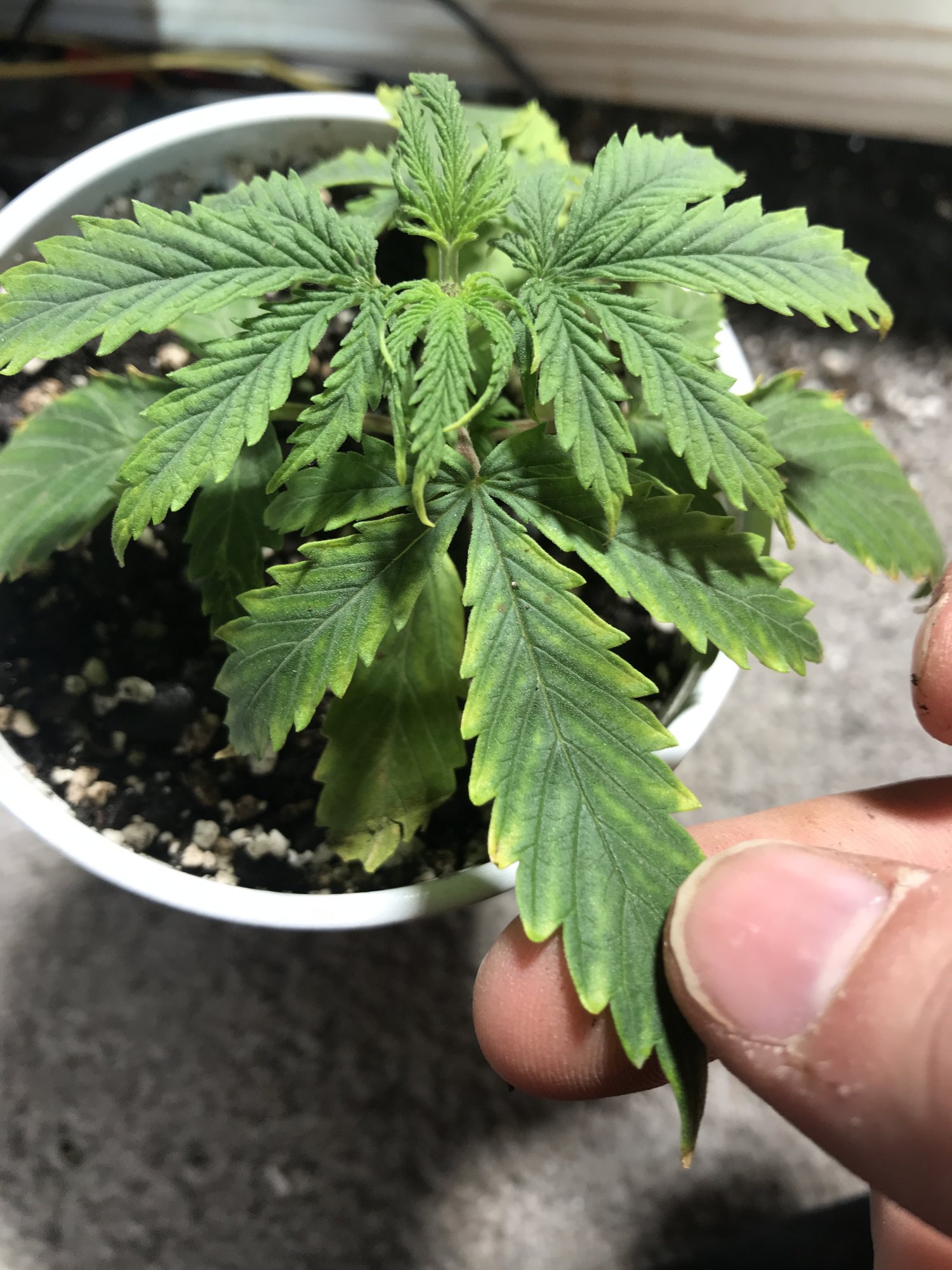 Can some one tell me what is wrong with my plant 5