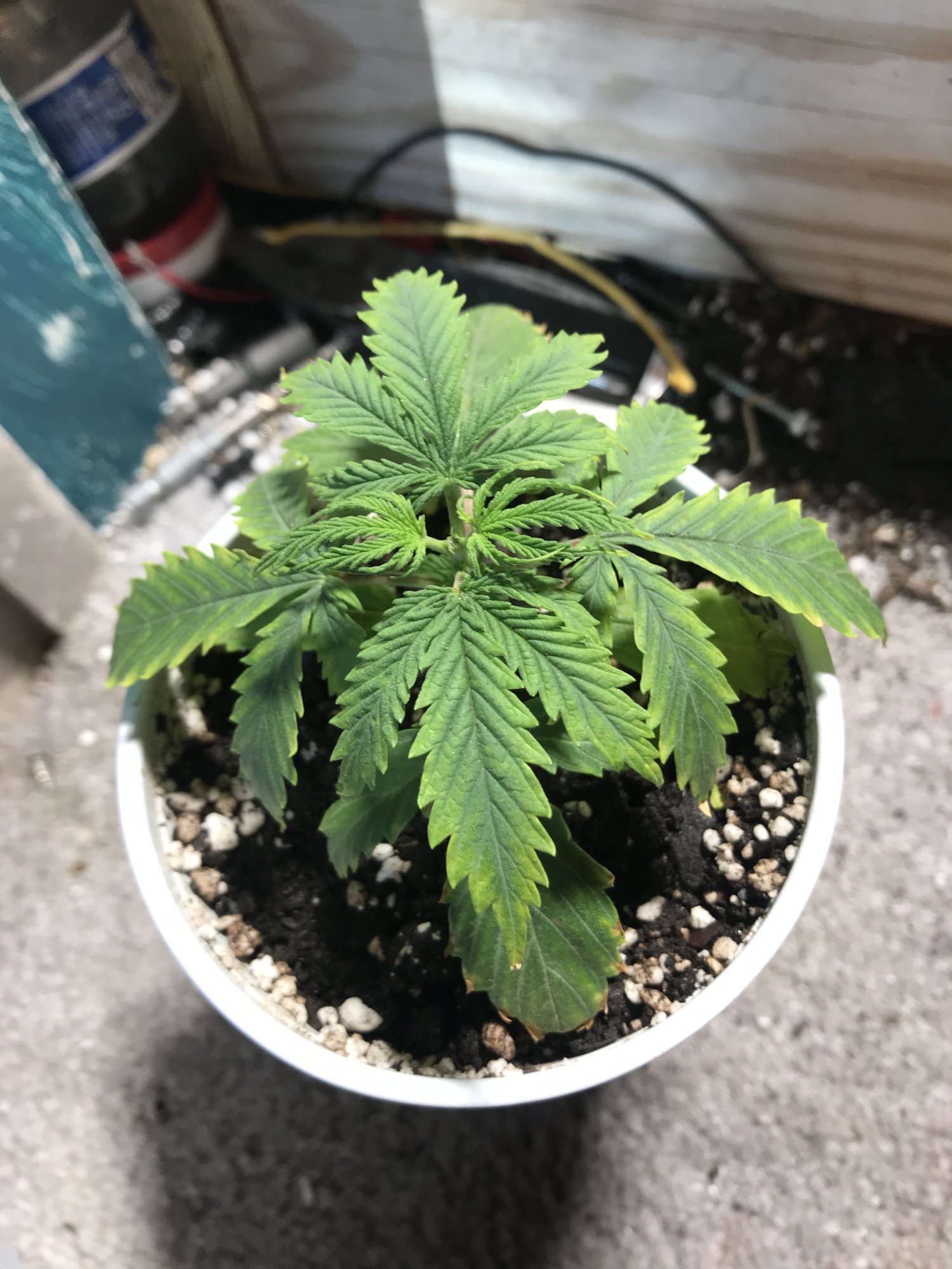 Can some one tell me what is wrong with my plant
