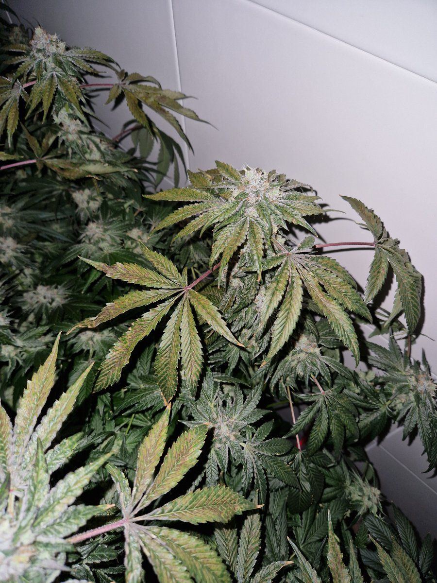 Can someone diagnose my flowering plant leaves 2