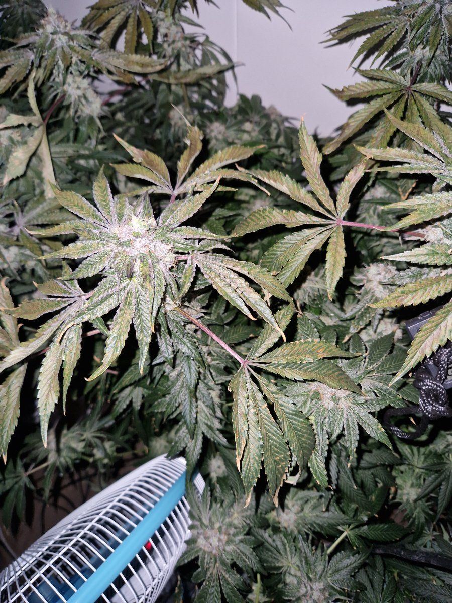 Can someone diagnose my flowering plant leaves 4