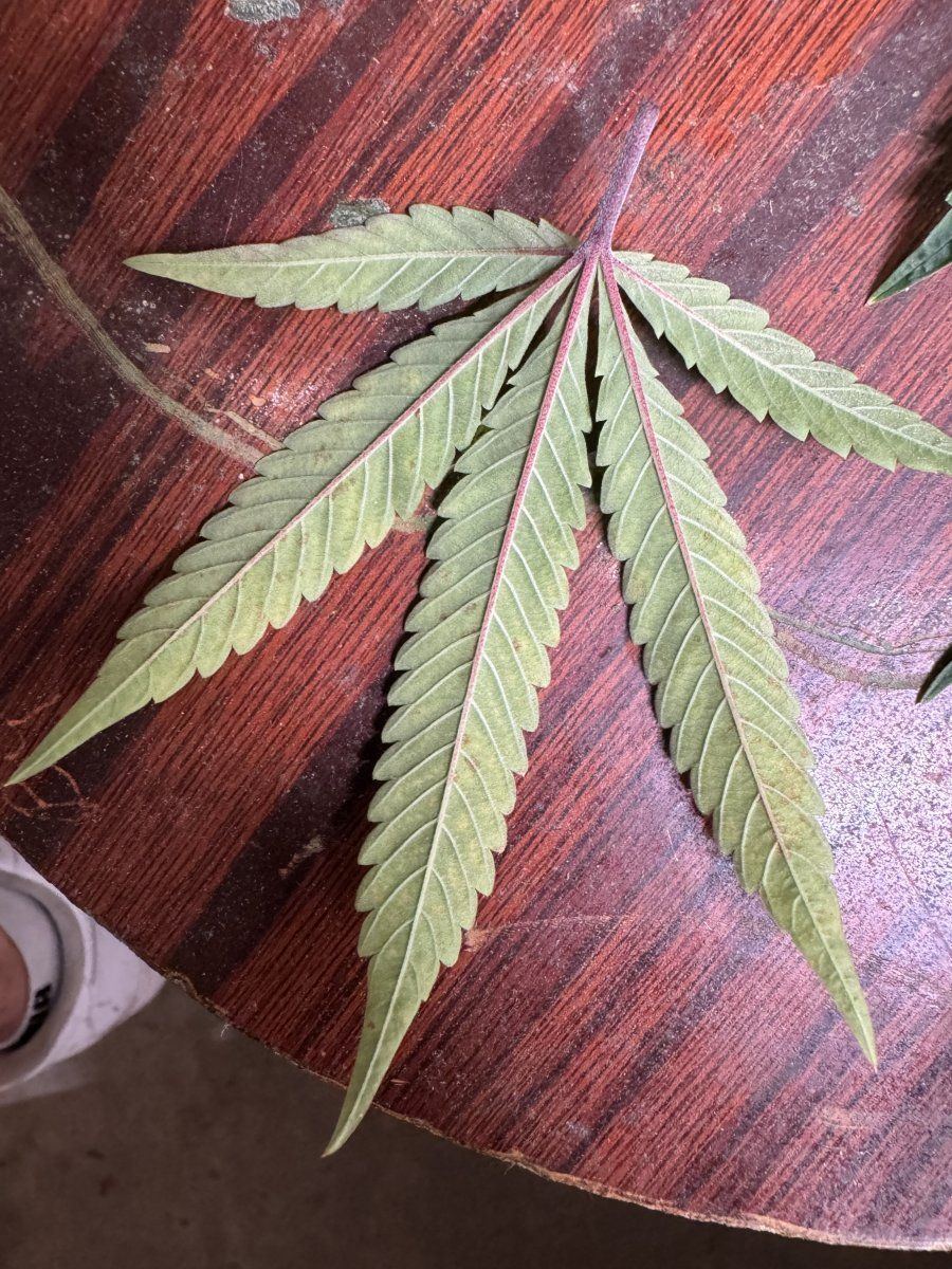 Can someone diagnose my plants leave 2