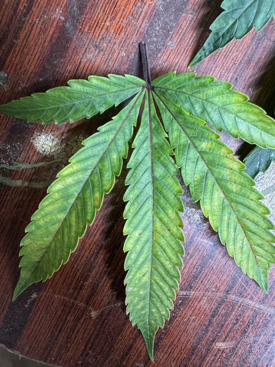 Can someone diagnose my plants leave 3