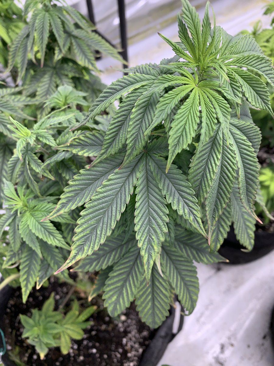 Can someone help diagnose my plants 2