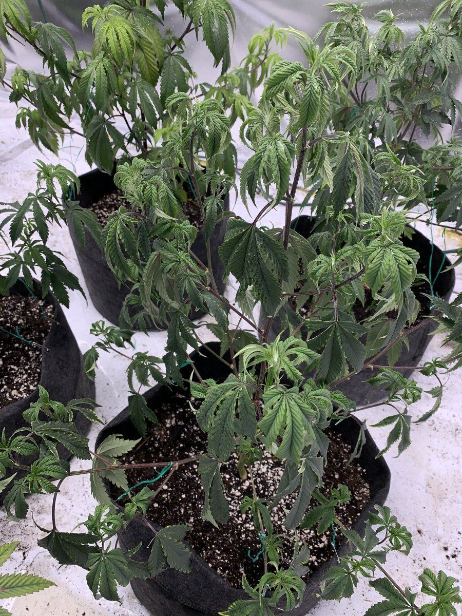 Can someone help diagnose my plants 3