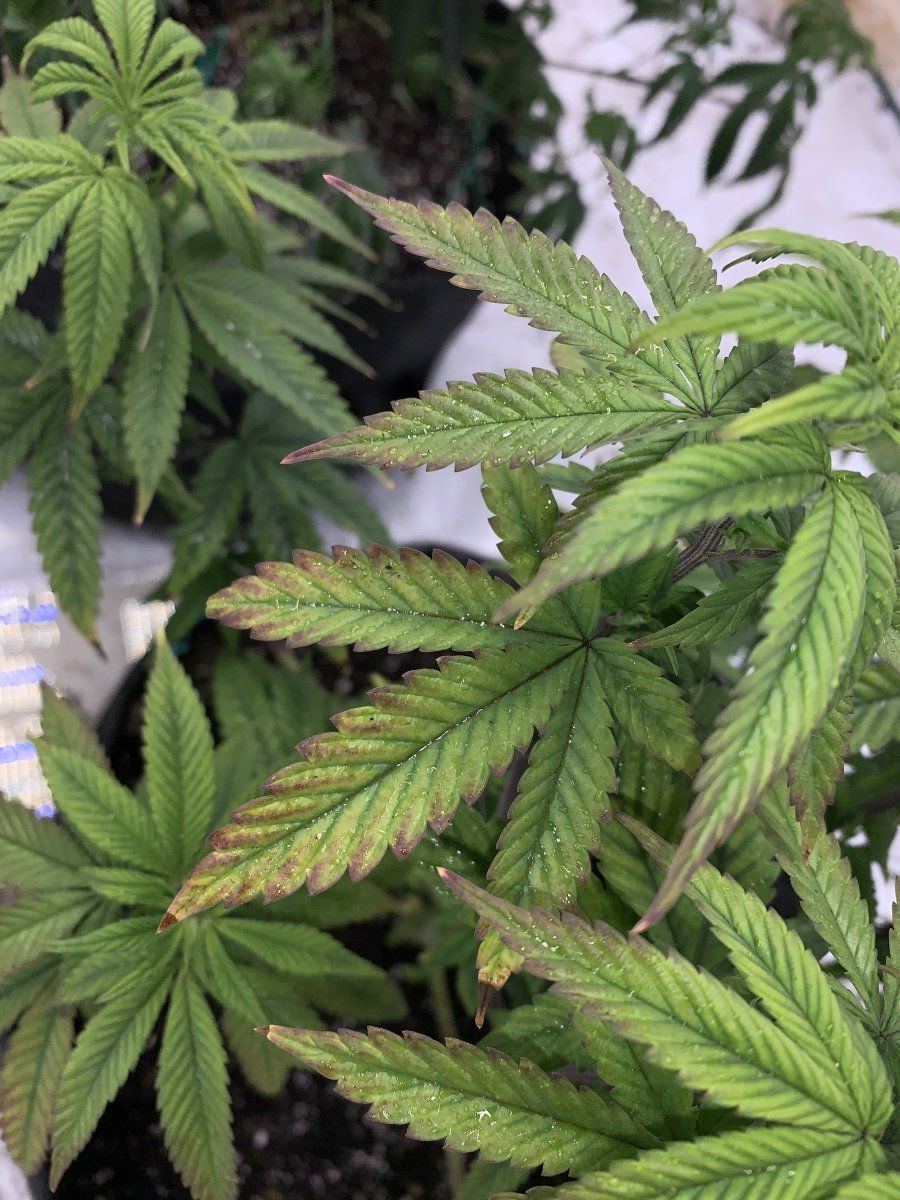 Can someone help diagnose my plants 4