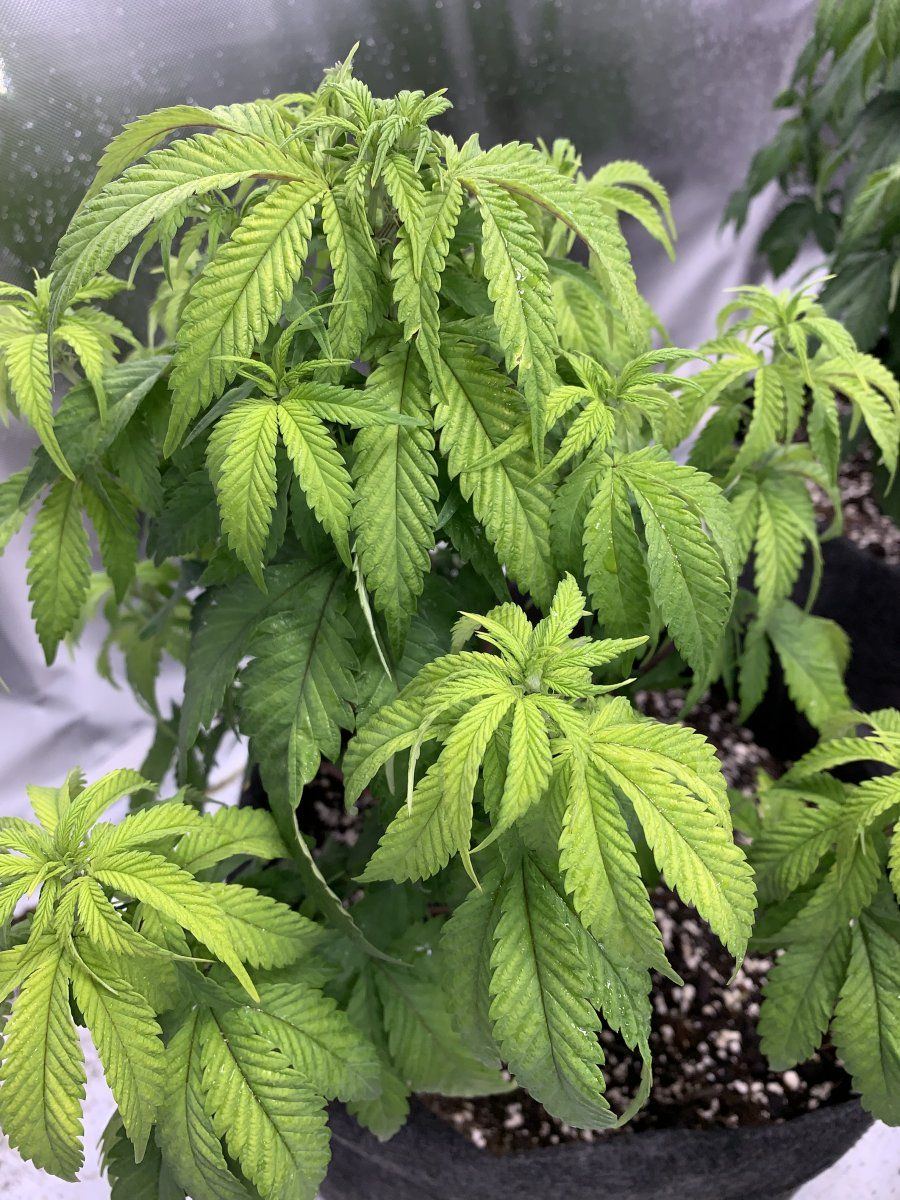 Can someone help diagnose my plants 5