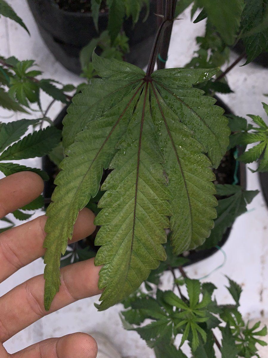 Can someone help diagnose my plants