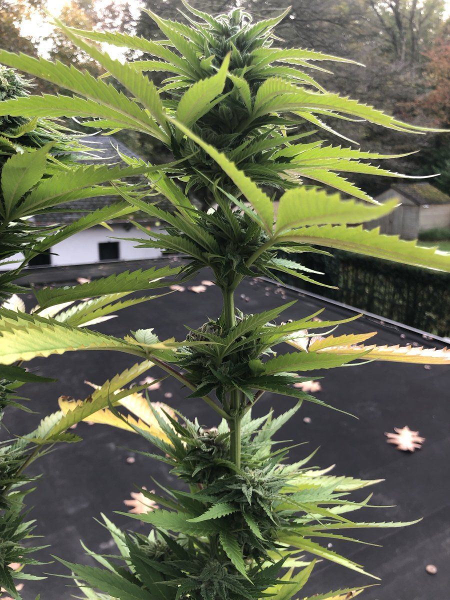 Can someone help me determine when my plant will be ready for harvest