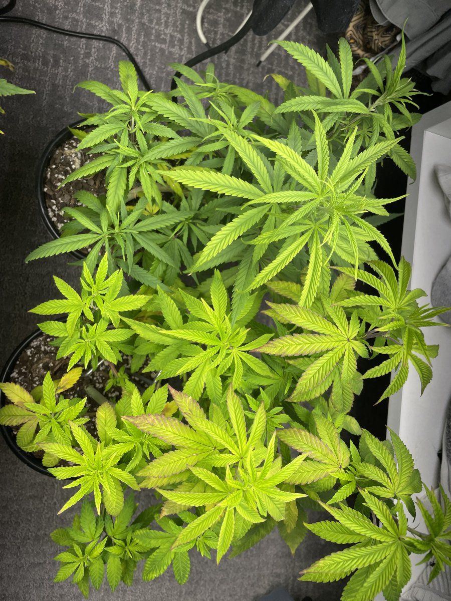Can someone identify this deficiency