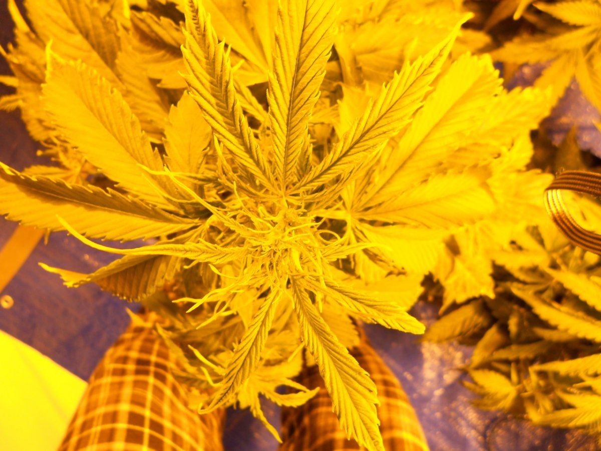 Can someone please diagnose this? - THCFarmer