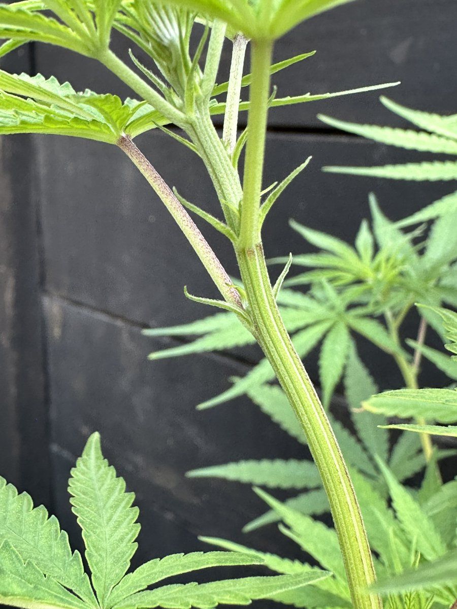 Can someone please tell me if my plants are male or female 3