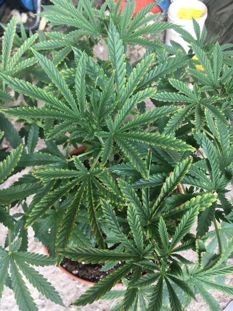 Can someone please tell me if this is a deficiency or light stress