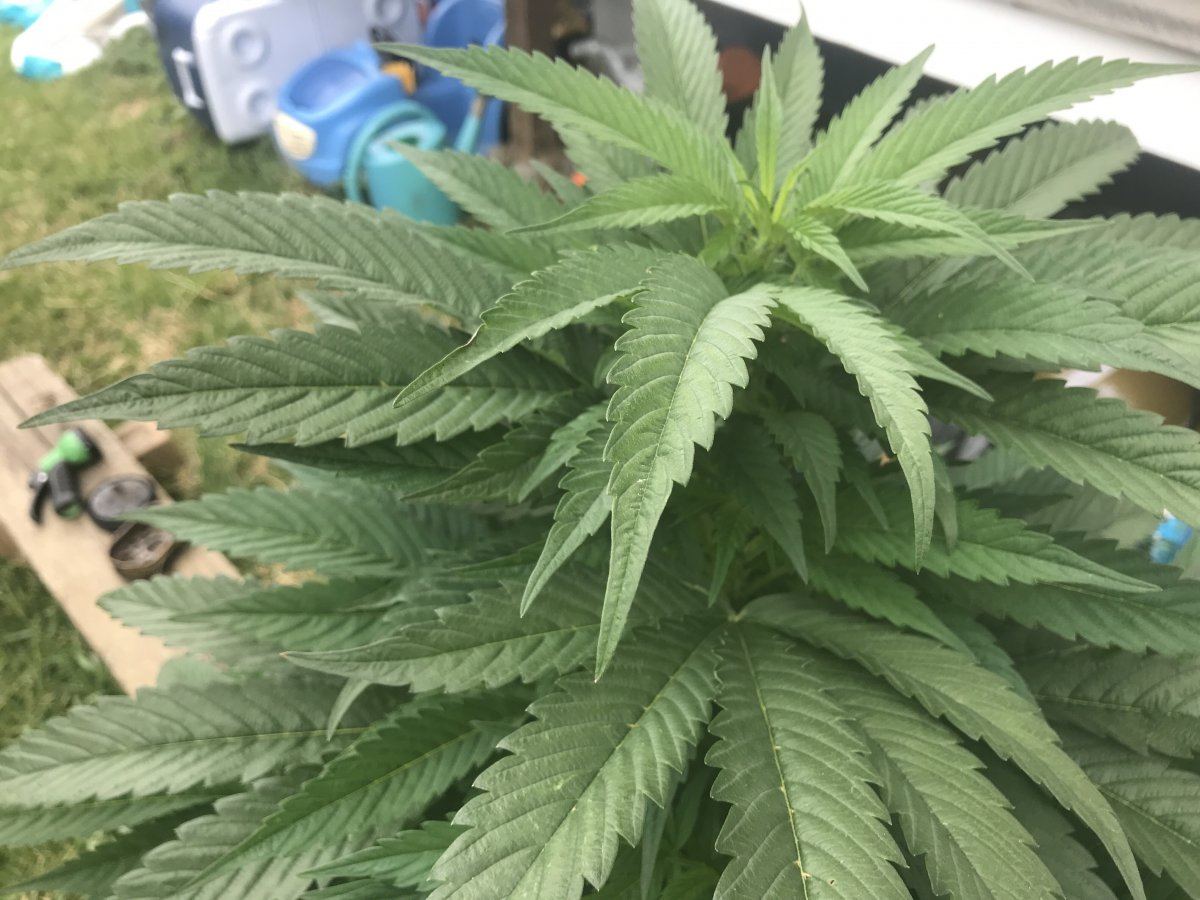 Can someone tell me what is happening to my 2 plant out of 4 i think mabye need to feed not su