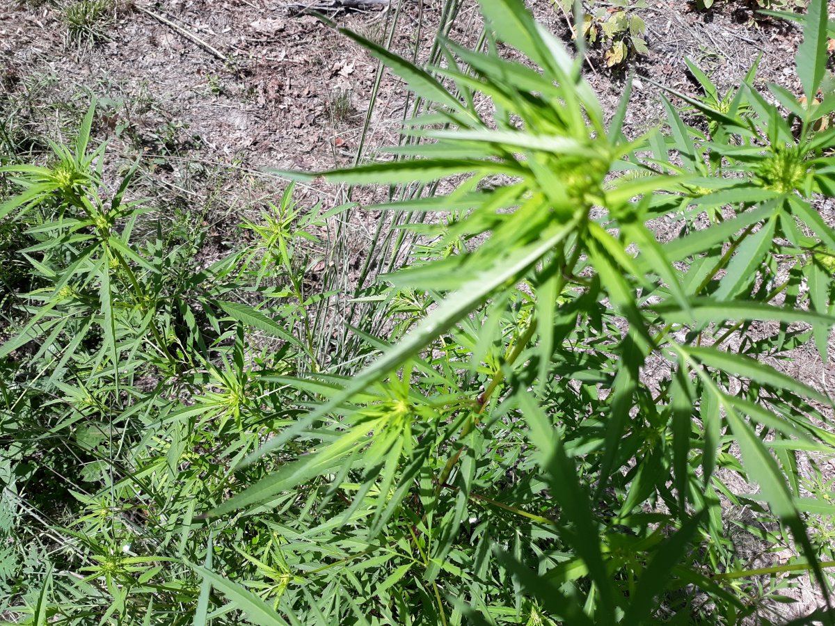 Can someone tell me what this plant could be 4