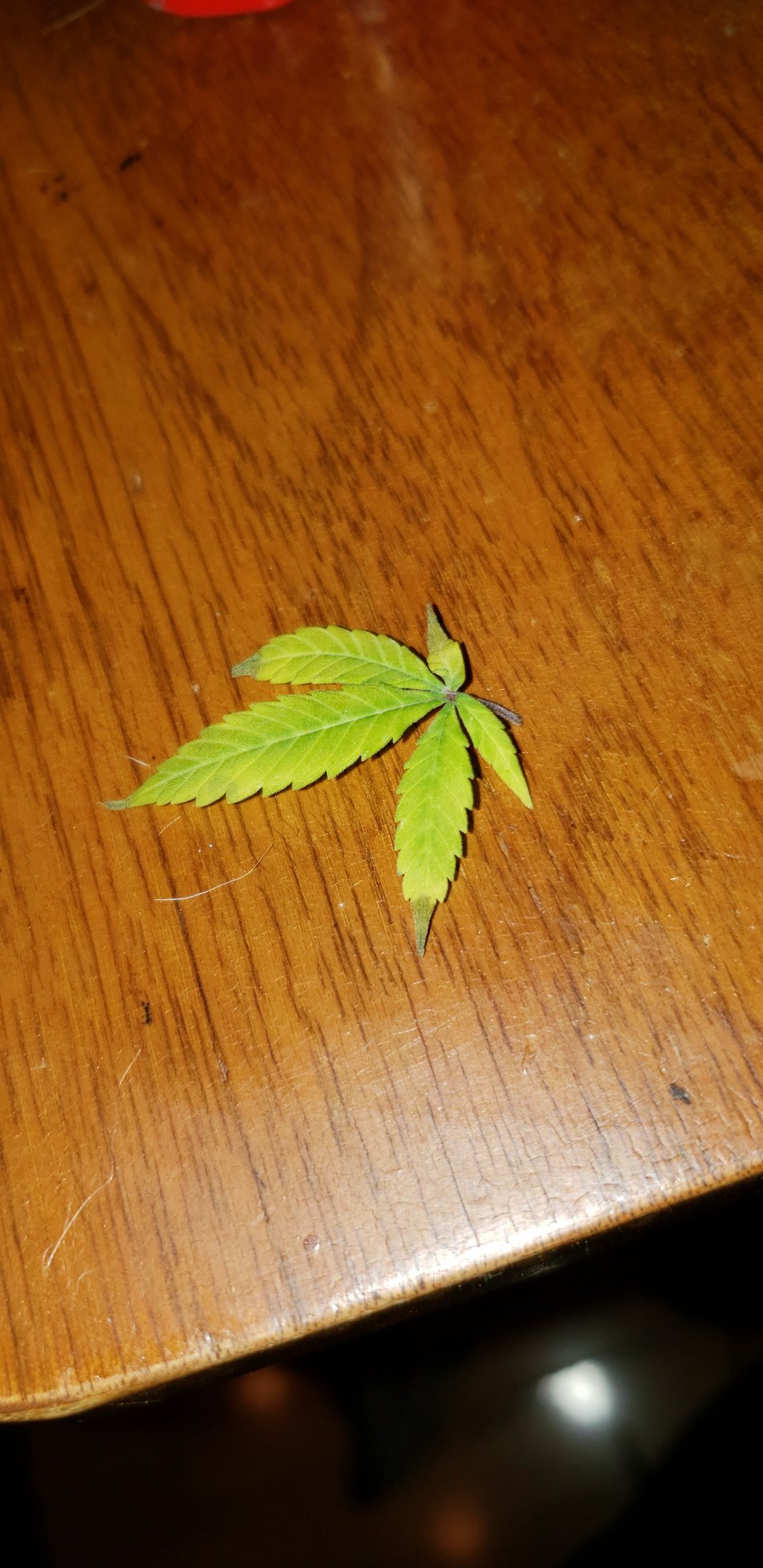 Can you diagnose this plants deficiency 3