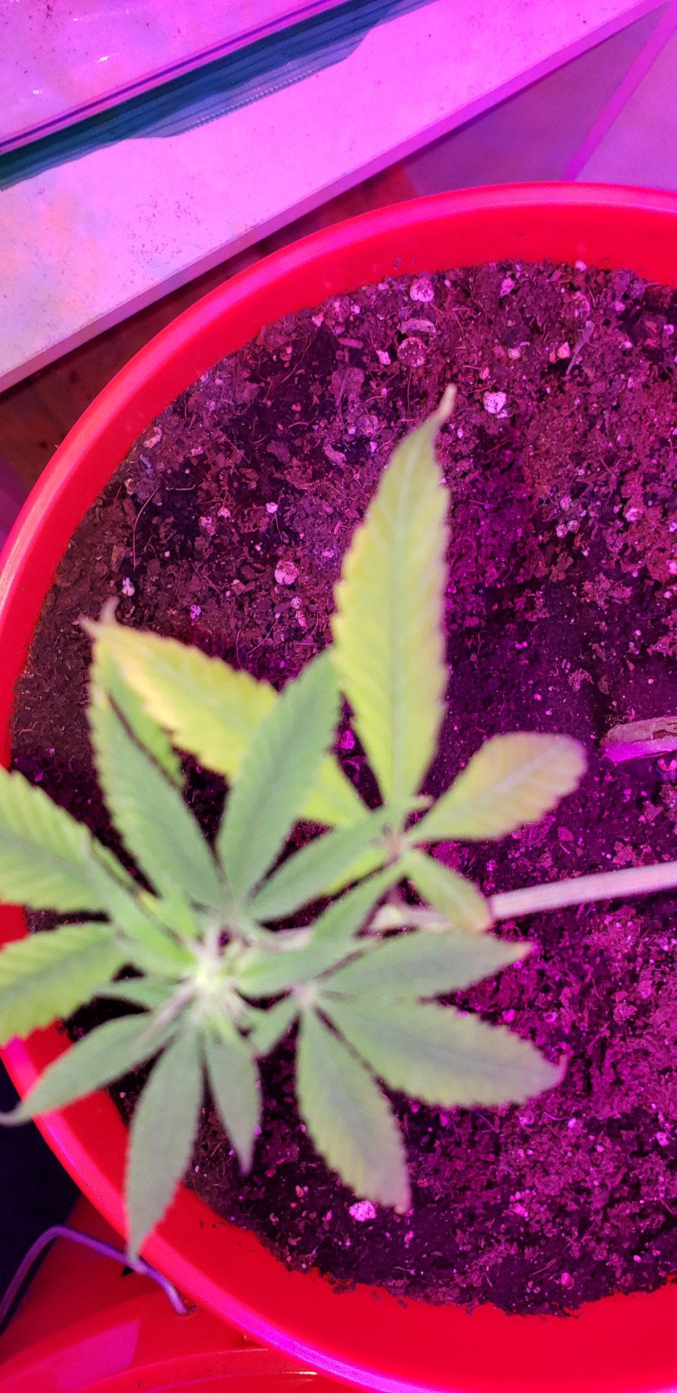 Can you diagnose this plants deficiency 4