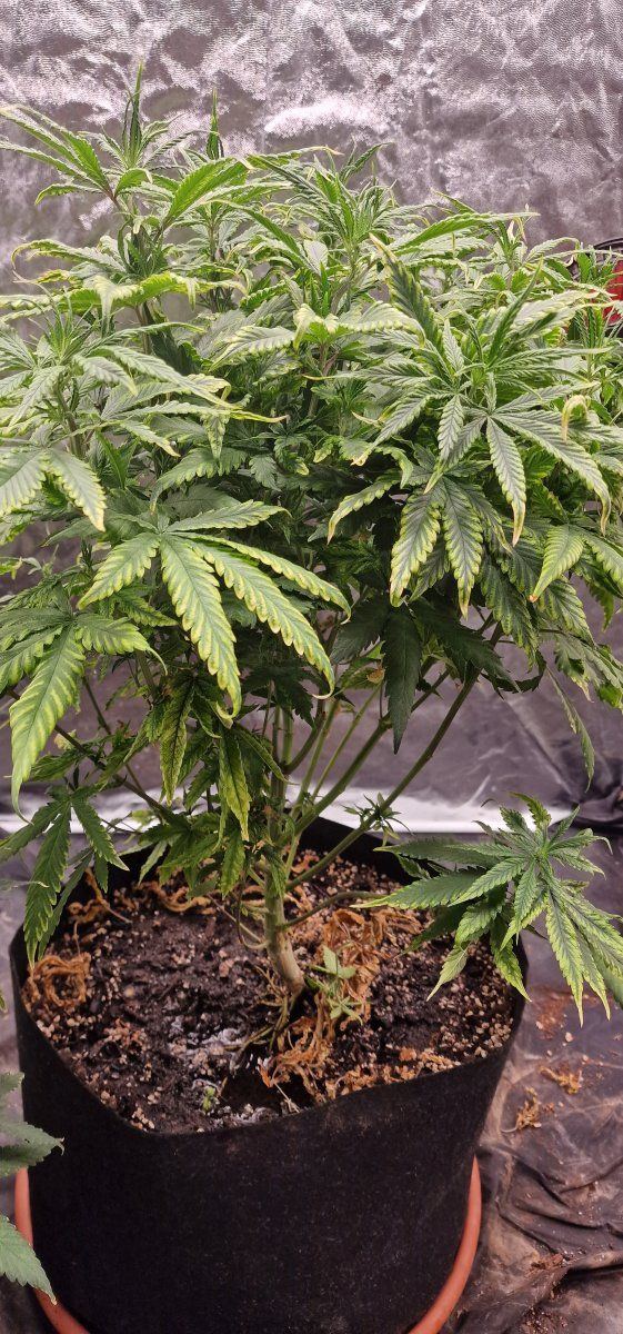 Can you please help me with me plants they seems to have a deficiency