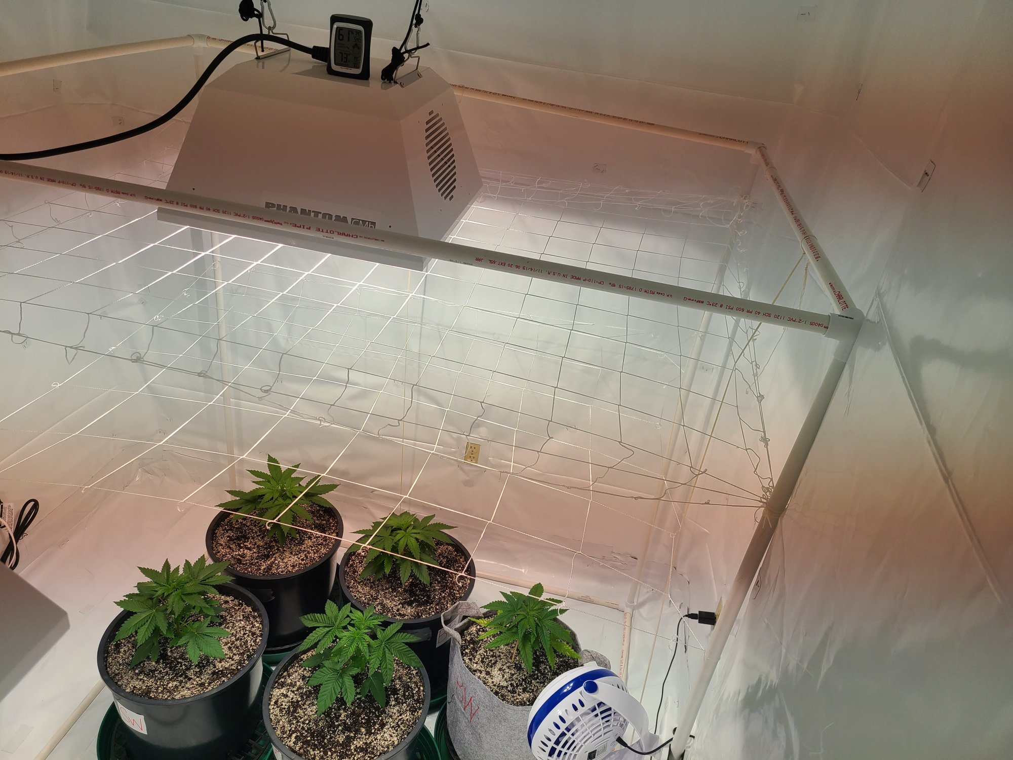 Can you top and scrog 2