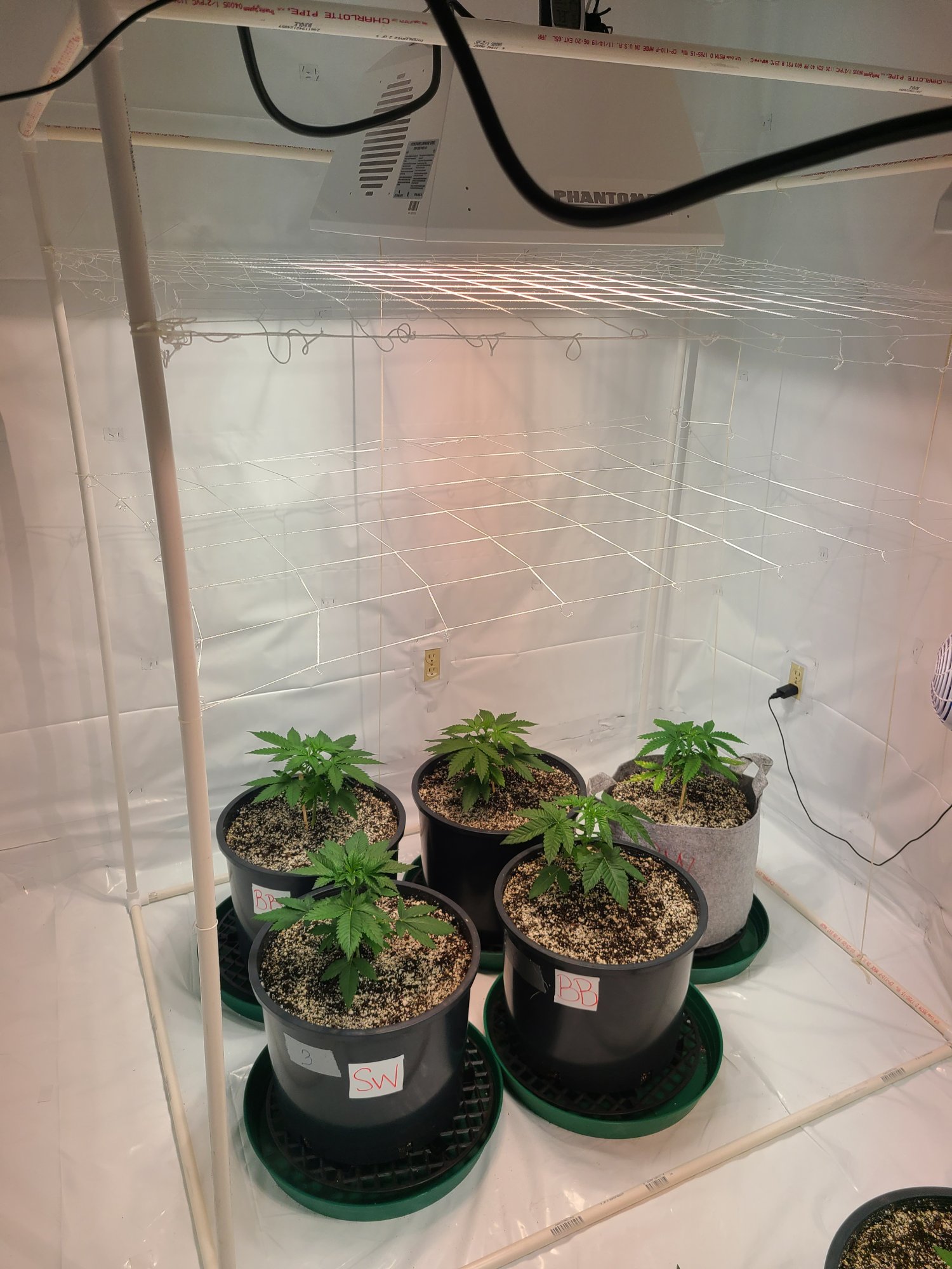 Can you top and scrog