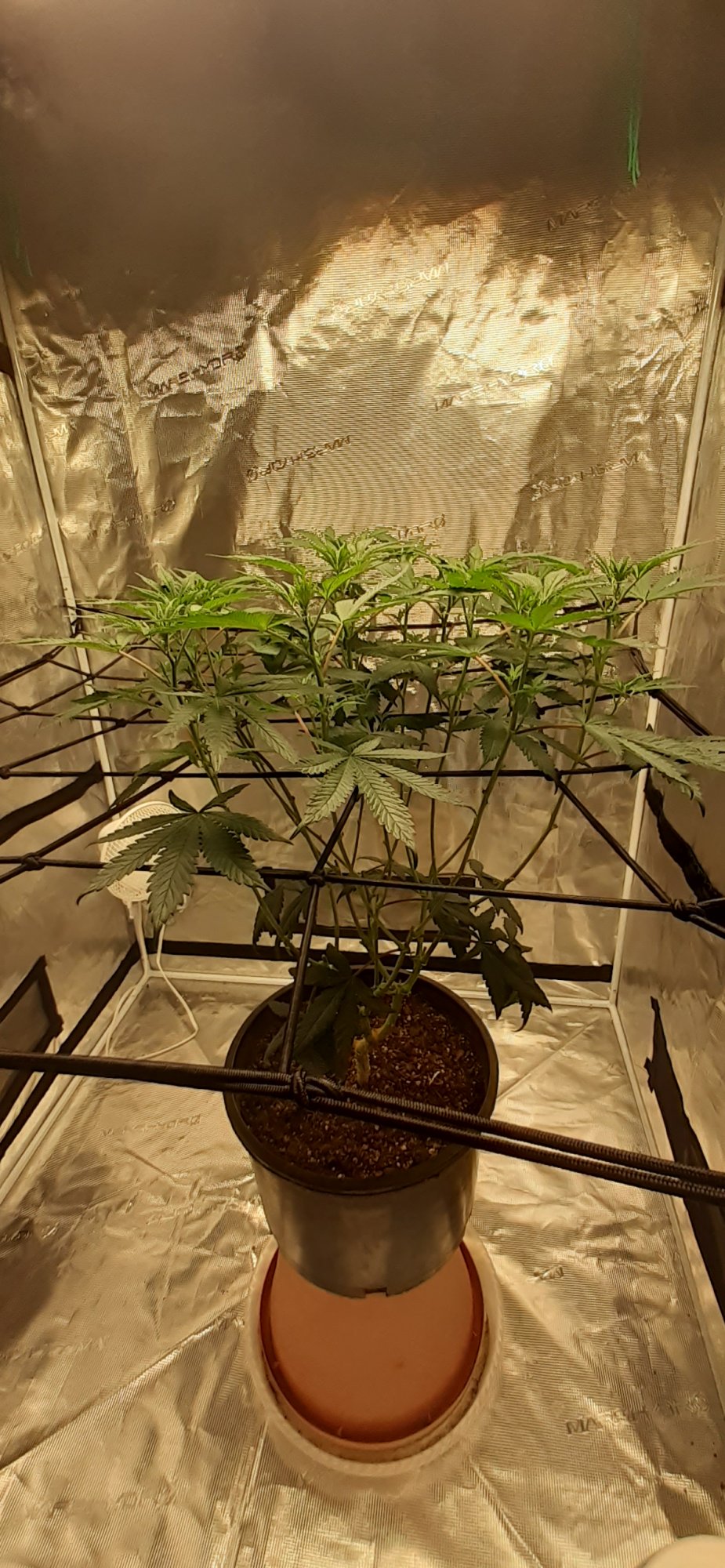 Can you trim in flower 3