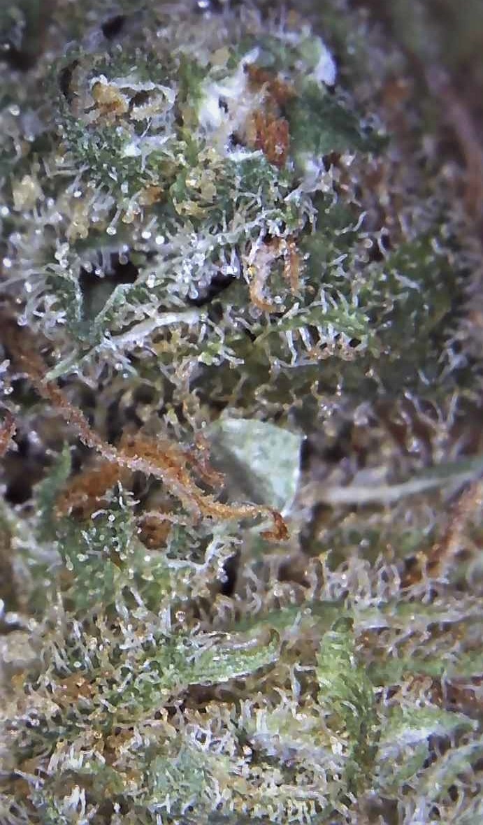 Canada govt weed   mk ultra   with microscope pics 5