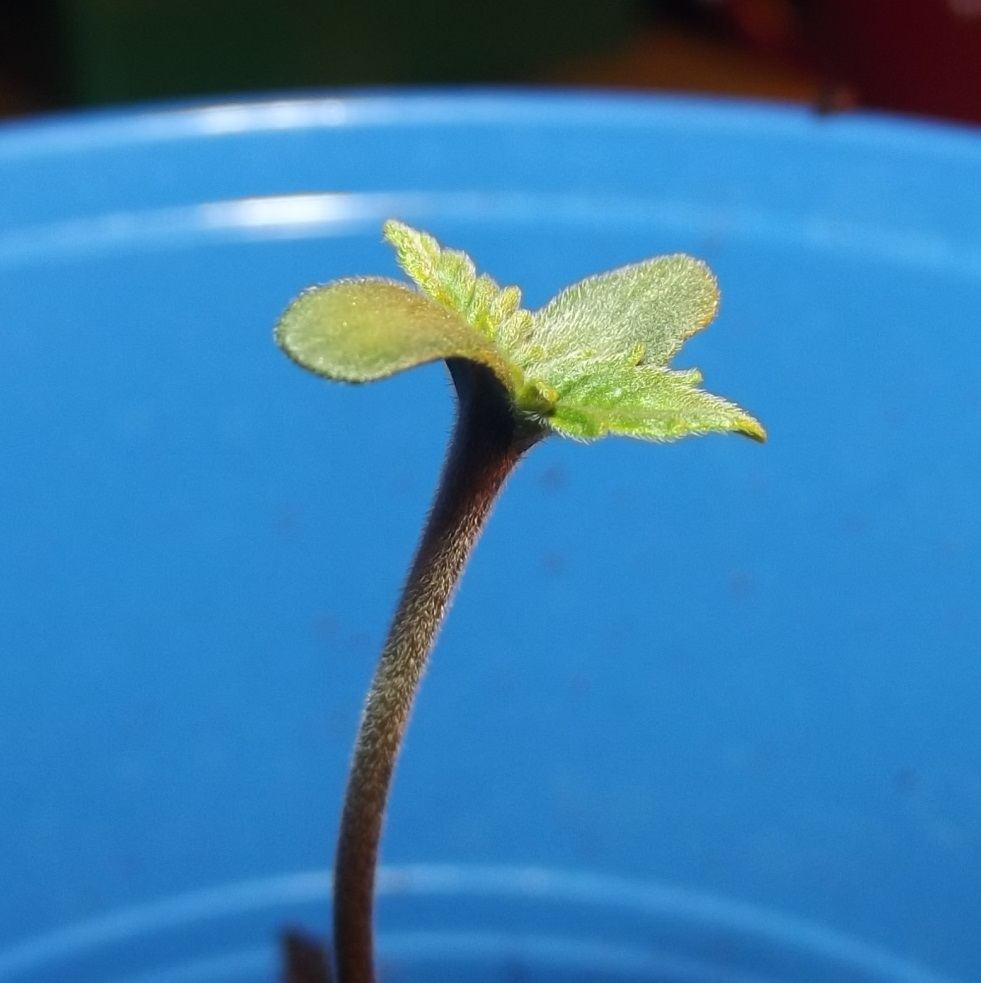 Canappas gutter grows