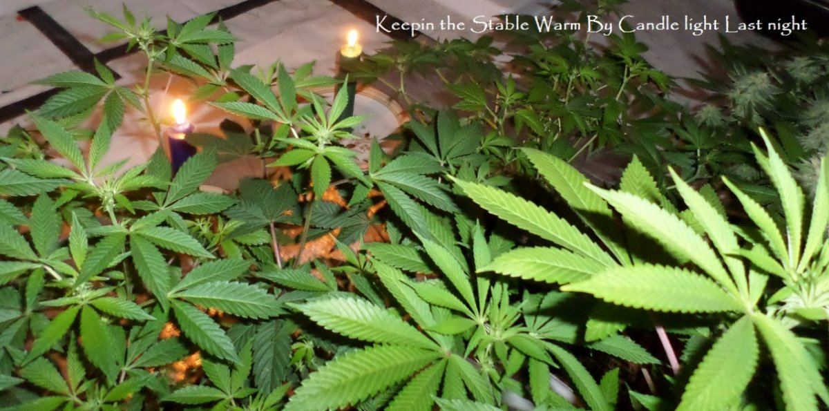CandLight