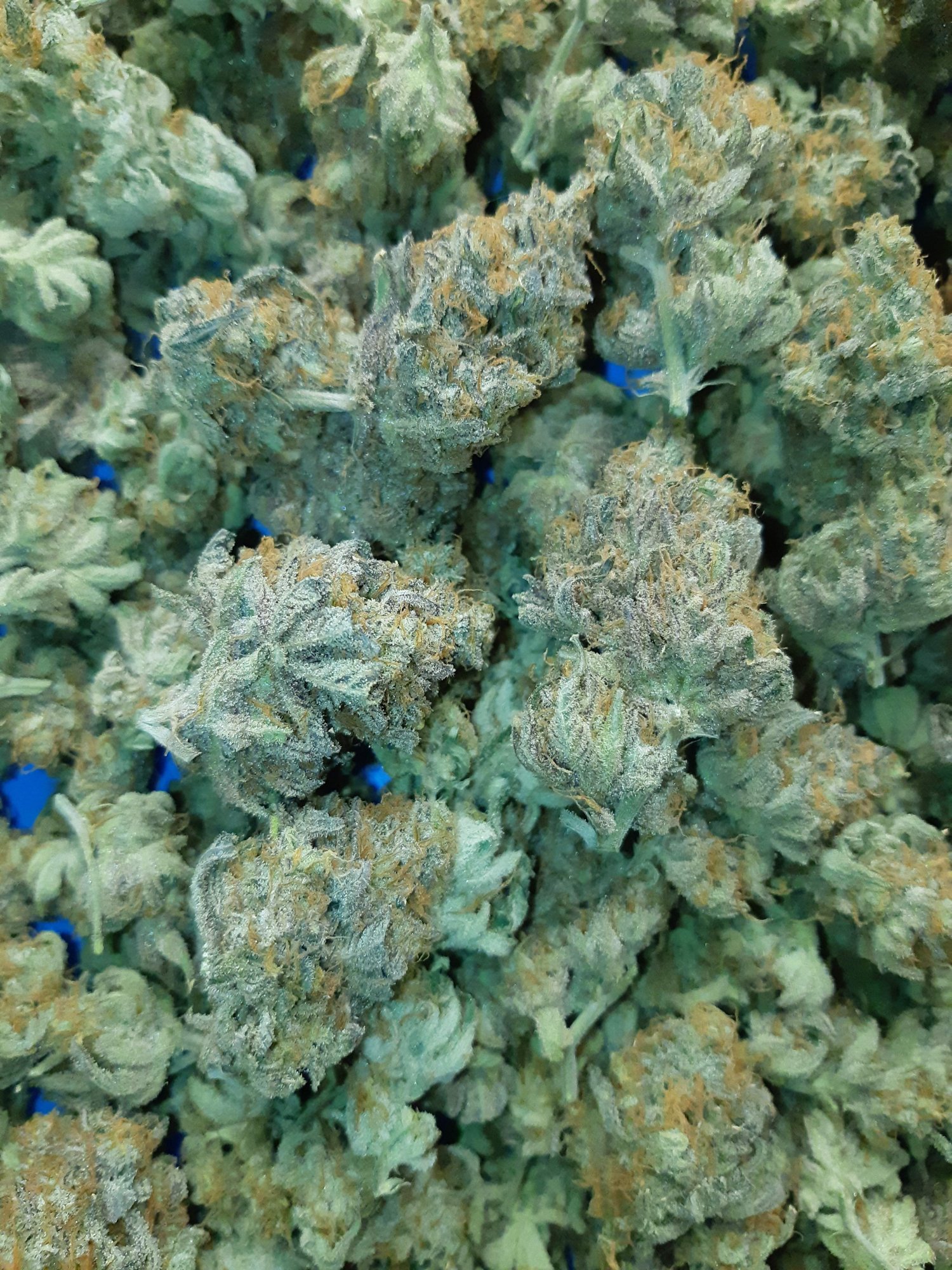 Candy 2