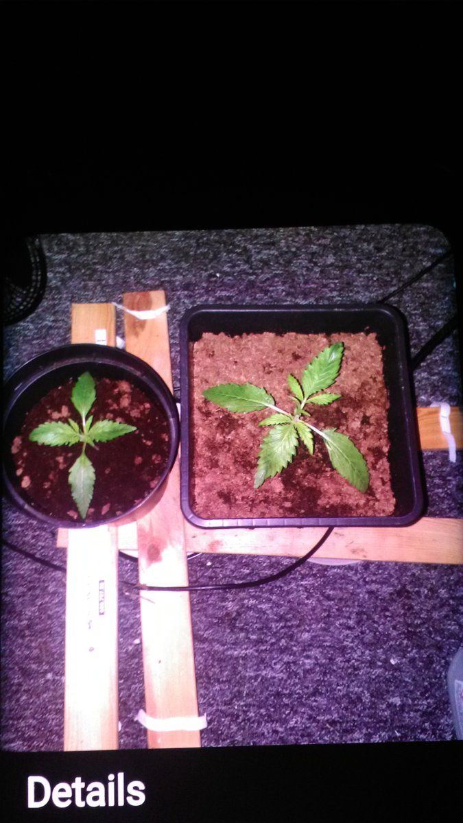 Candy crystal auto seed stright to soil on the 7th of march sprouted on the 9thwhen should i c 2