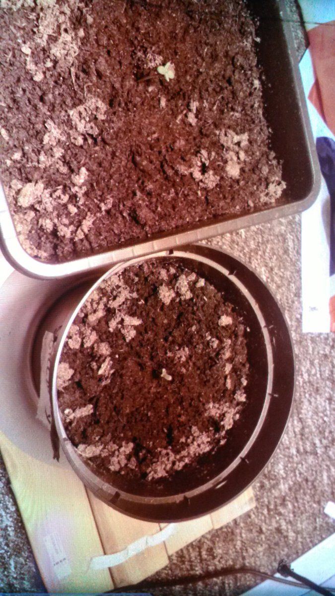 Candy crystal auto seed stright to soil on the 7th of march sprouted on the 9thwhen should i c