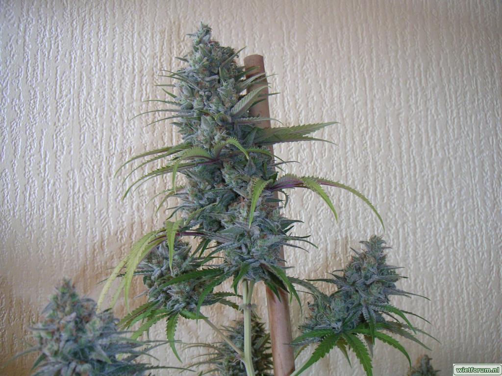 Candy diesel