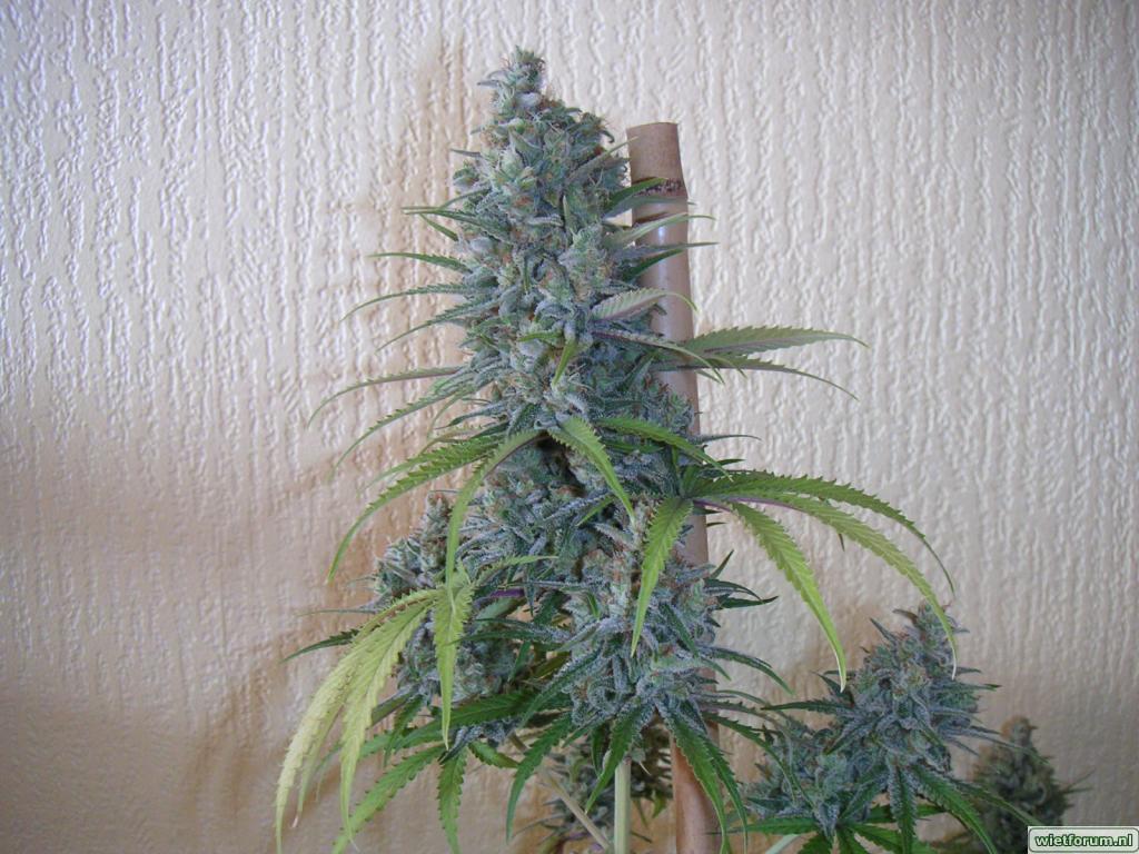 Candy diesel2