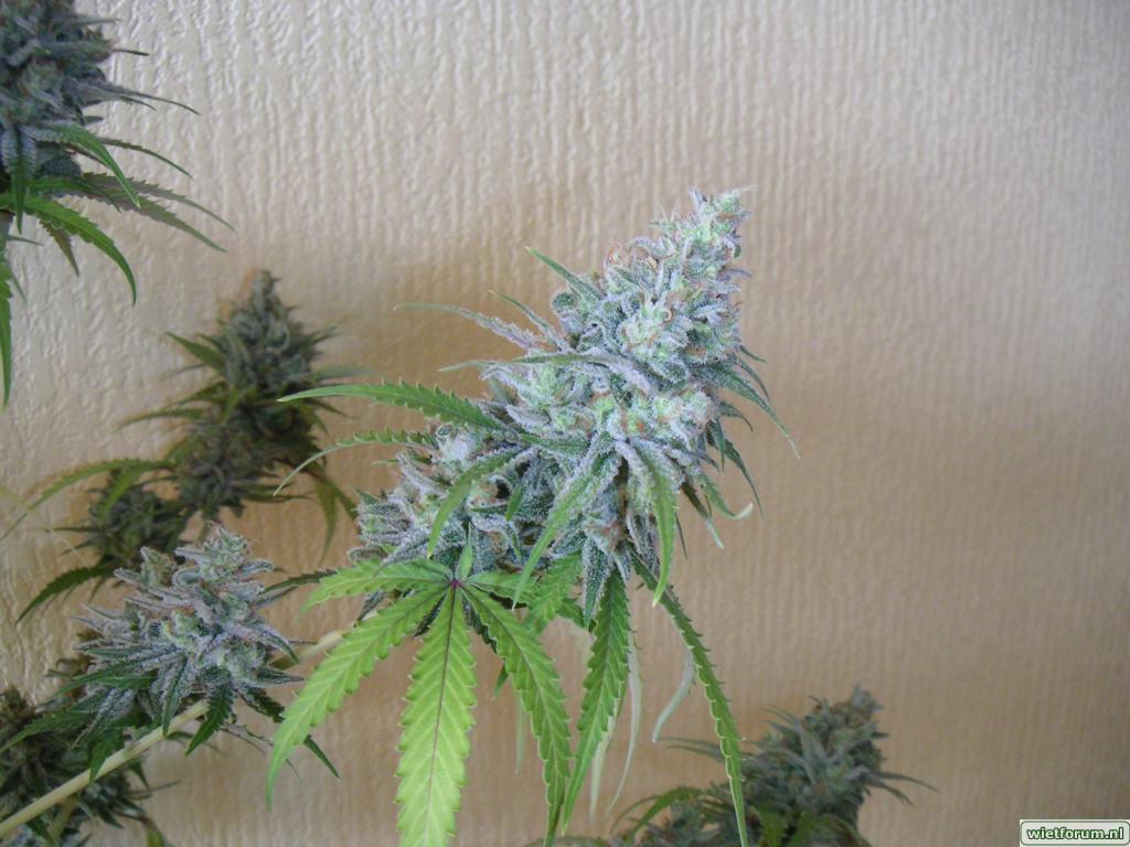 Candy diesel3
