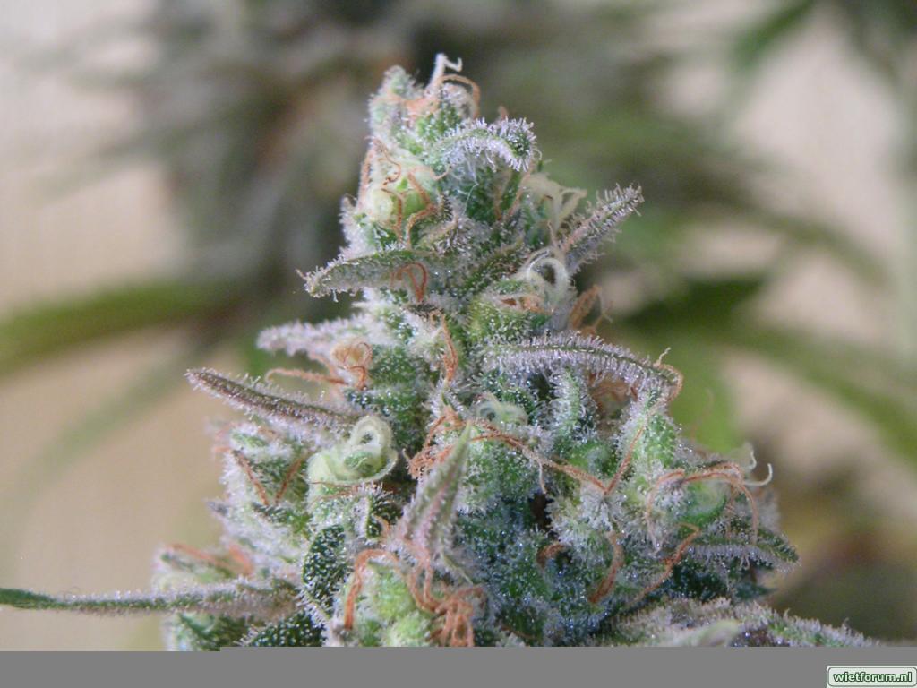 Candy diesel4