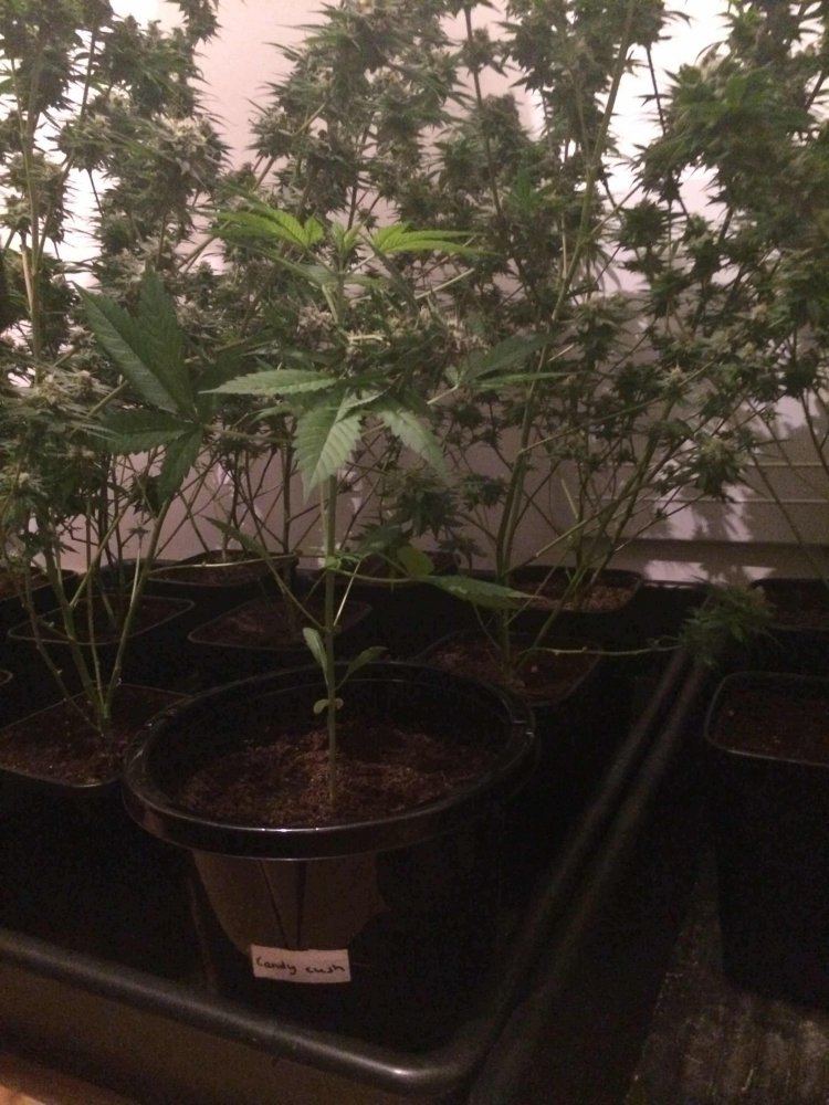 Candy Kush Auto Day30 01