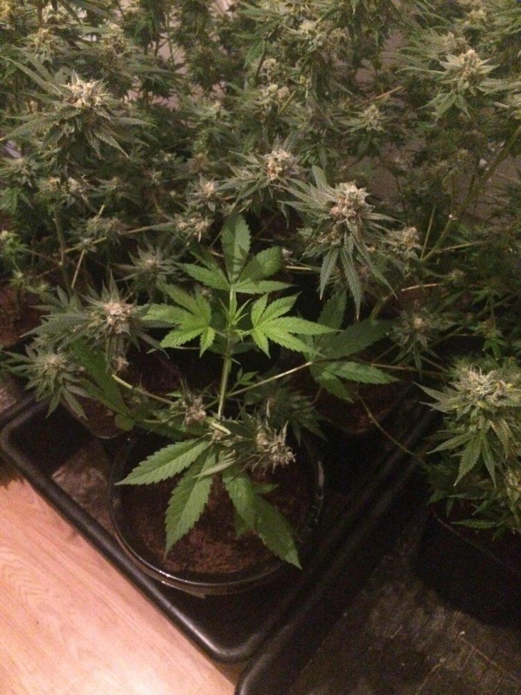 Candy Kush Auto Day30 02