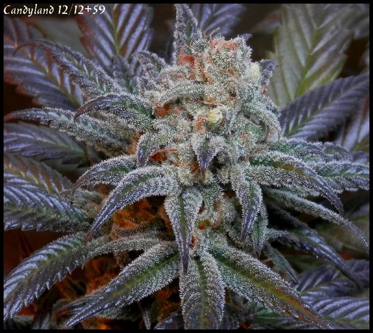 Candyland 59 days   1