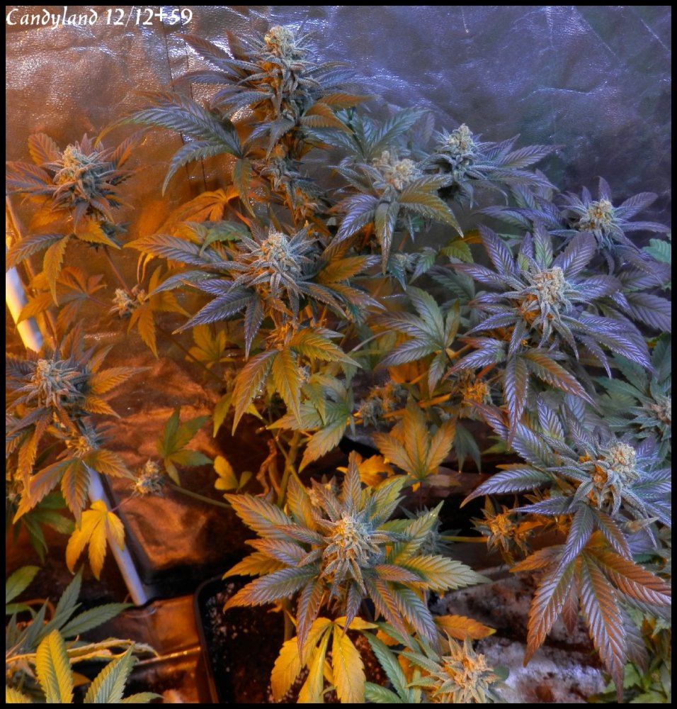 Candyland 59 days   2