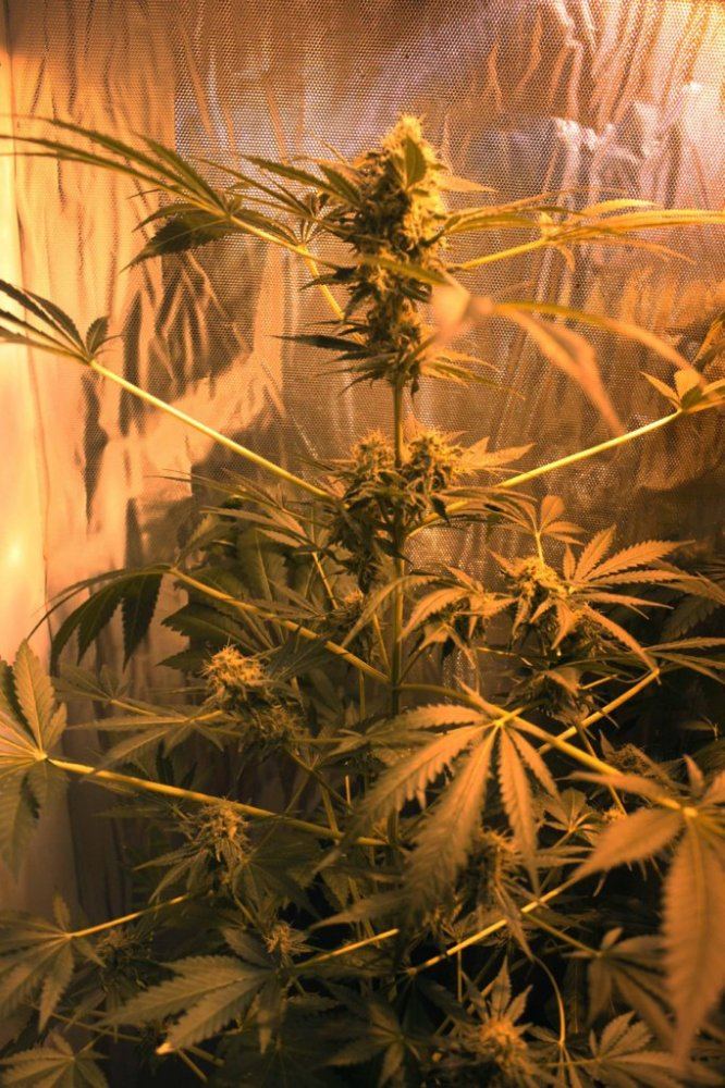 Canflowerforum1