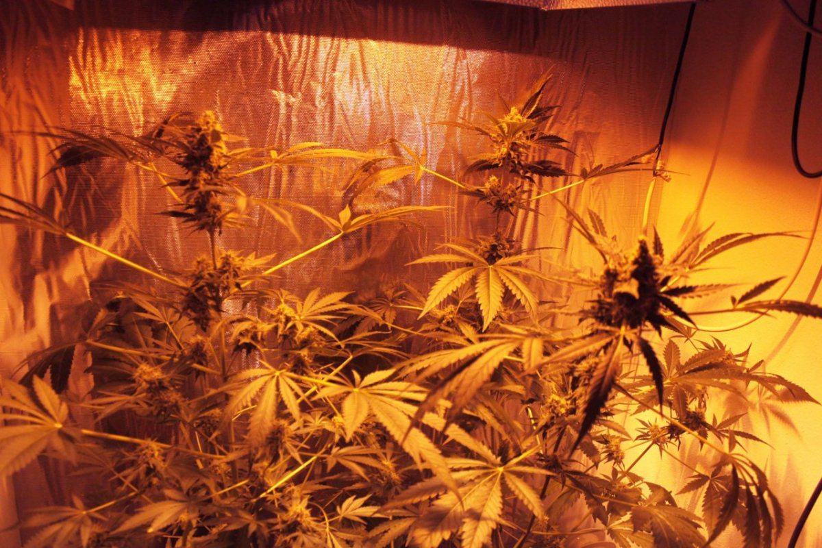 Canflowerforum2