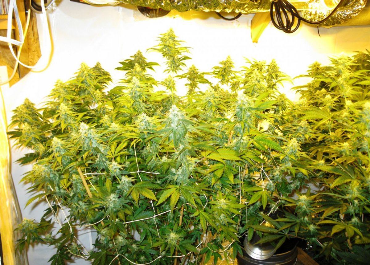 Canna 1 019