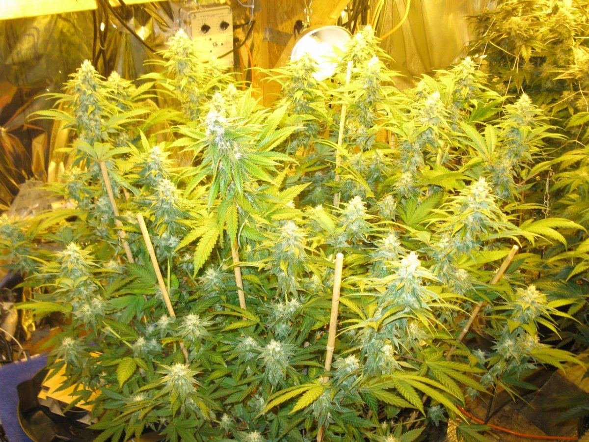 Canna 2 012
