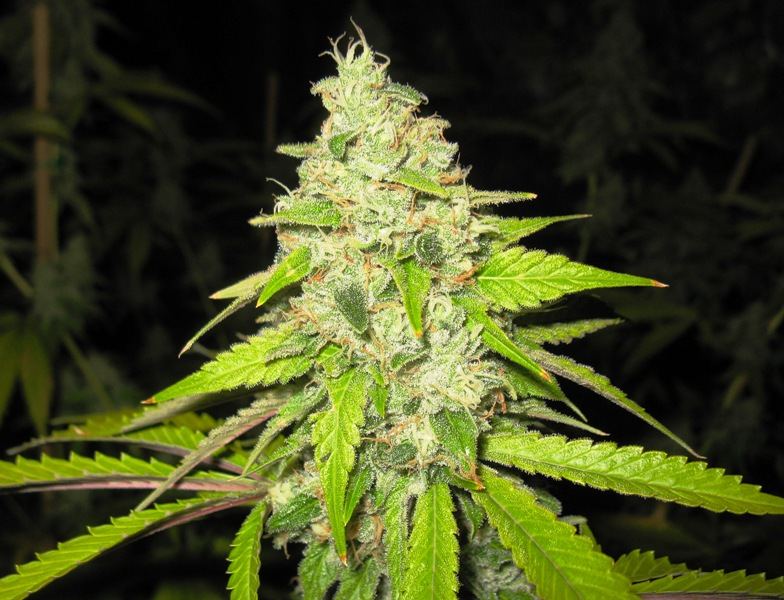 Canna 3