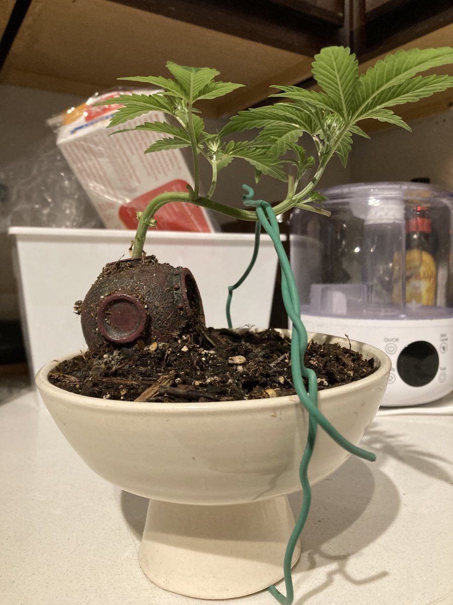 Canna bonsai plant experiment yo 3