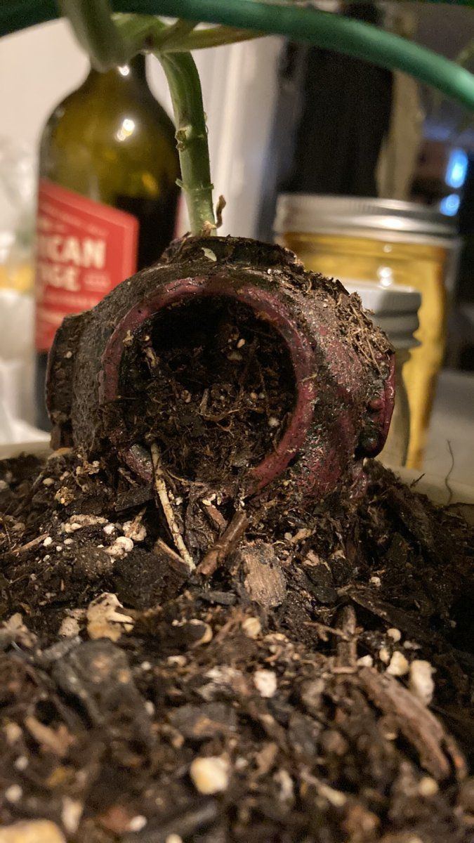Canna bonsai plant experiment yo 4