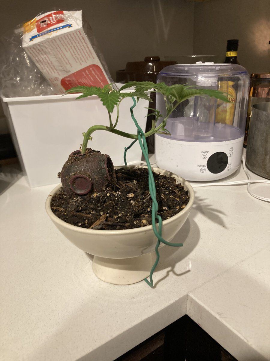 Canna bonsai plant experiment yo