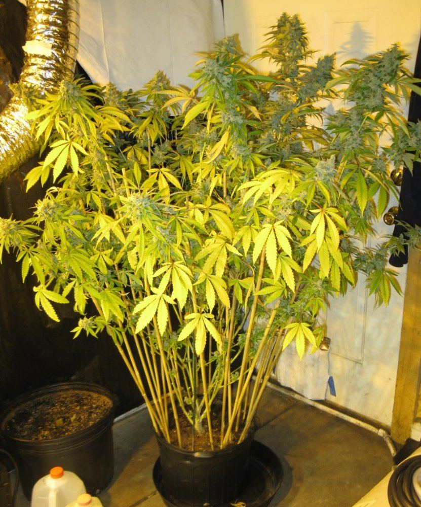 Canna chop 003