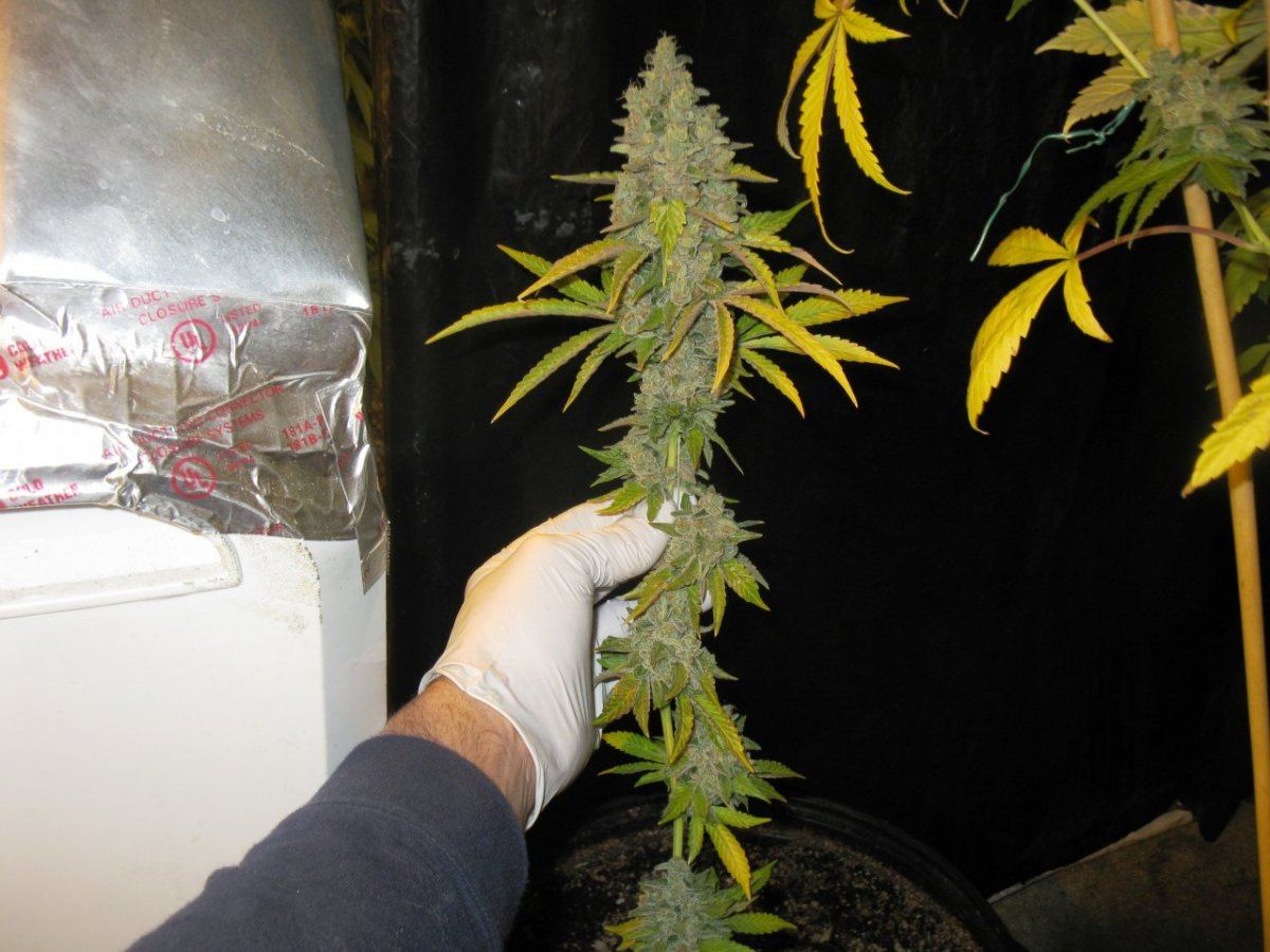 Canna chop 023